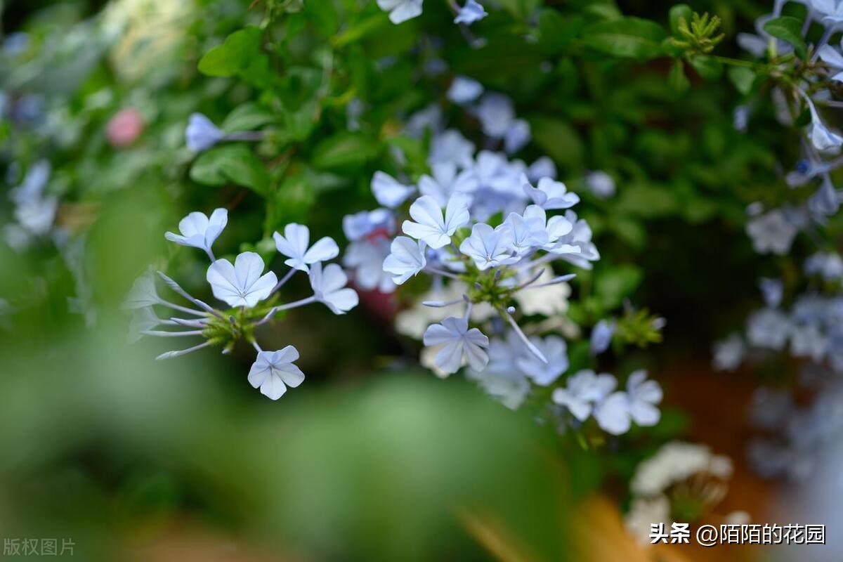 春节开花的庭院花卉,适合四季开花的庭院花卉