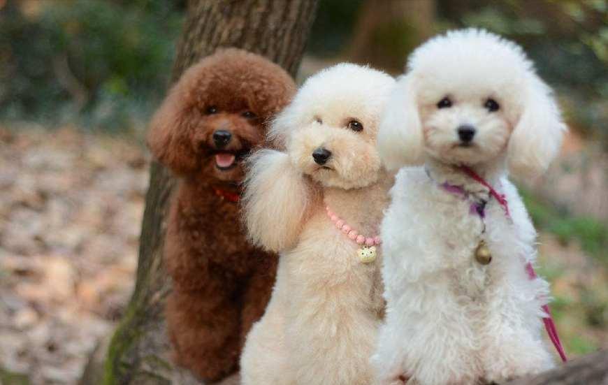 贵宾犬和泰迪区别在哪里,贵宾犬和泰迪有什么区别