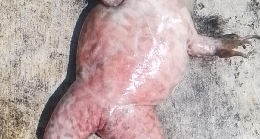 牛蛙腹水病最佳治疗方法,牛蛙腹水病图片大全