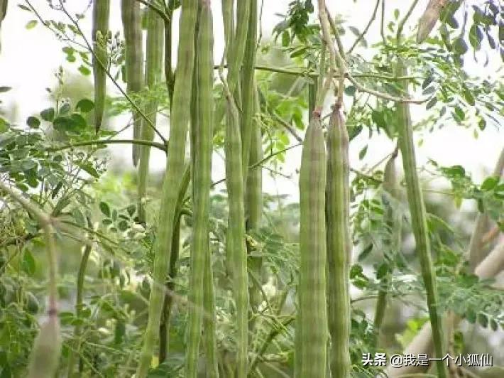 我在非洲安哥拉采辣木籽（我在安哥拉的日子313）