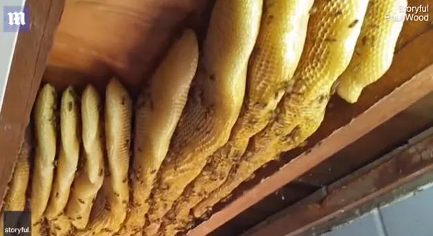 澳洲夫妇家墙壁突然莫名“渗血”!两人鼓起勇气拆开墙