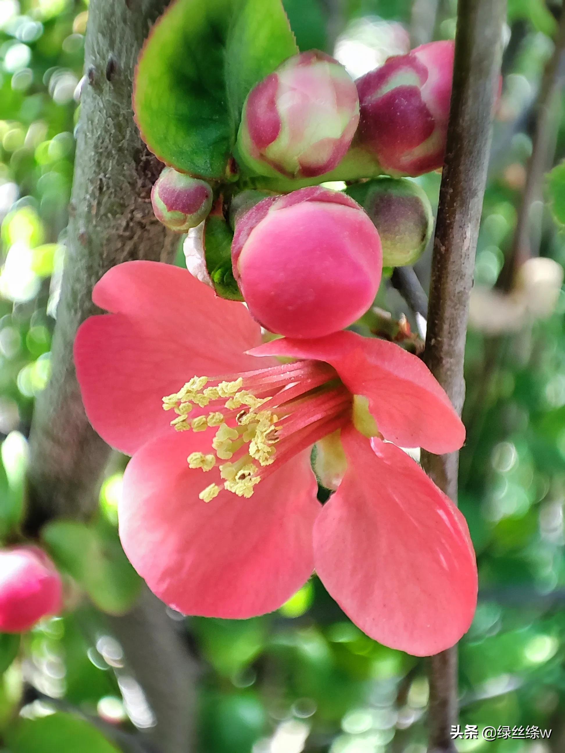 咏诗友原创诗词大全,春日赏花诗句大全