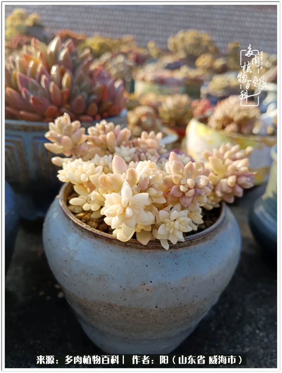 浜洪棿鐑熺伀鑷湁涓囧崈棰滆壊,浜洪棿鐑熺伀鐨嗘槸骞冲嚒棰滆壊