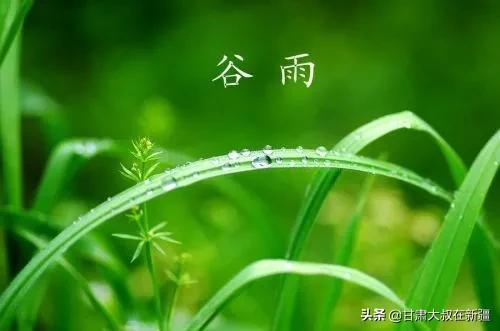明日谷雨，老话“谷雨在月尾，农夫有两怕”指哪两怕？有何说法？