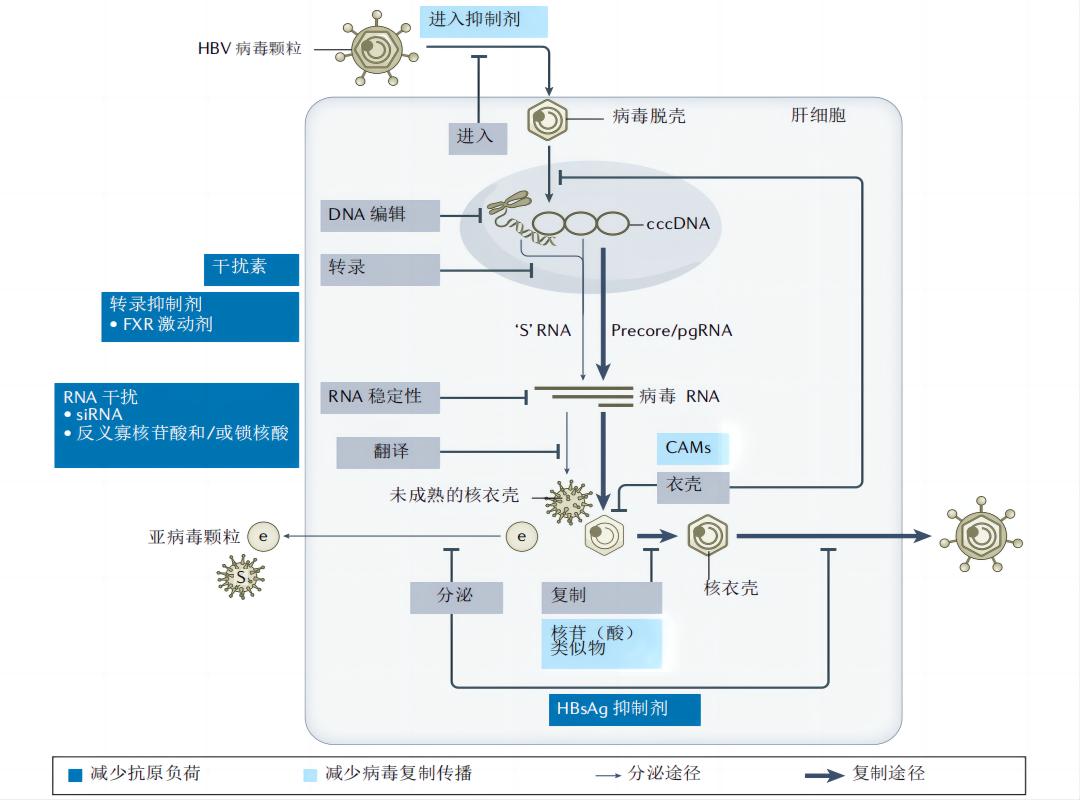 慢性乙型肝炎的最重要的治疗,慢性乙型肝炎的治疗进展文献综述
