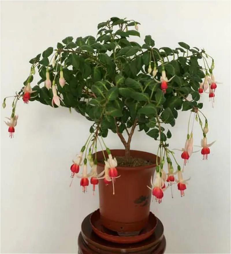 分享图片温暖大图,倒挂金钟花唯美视频