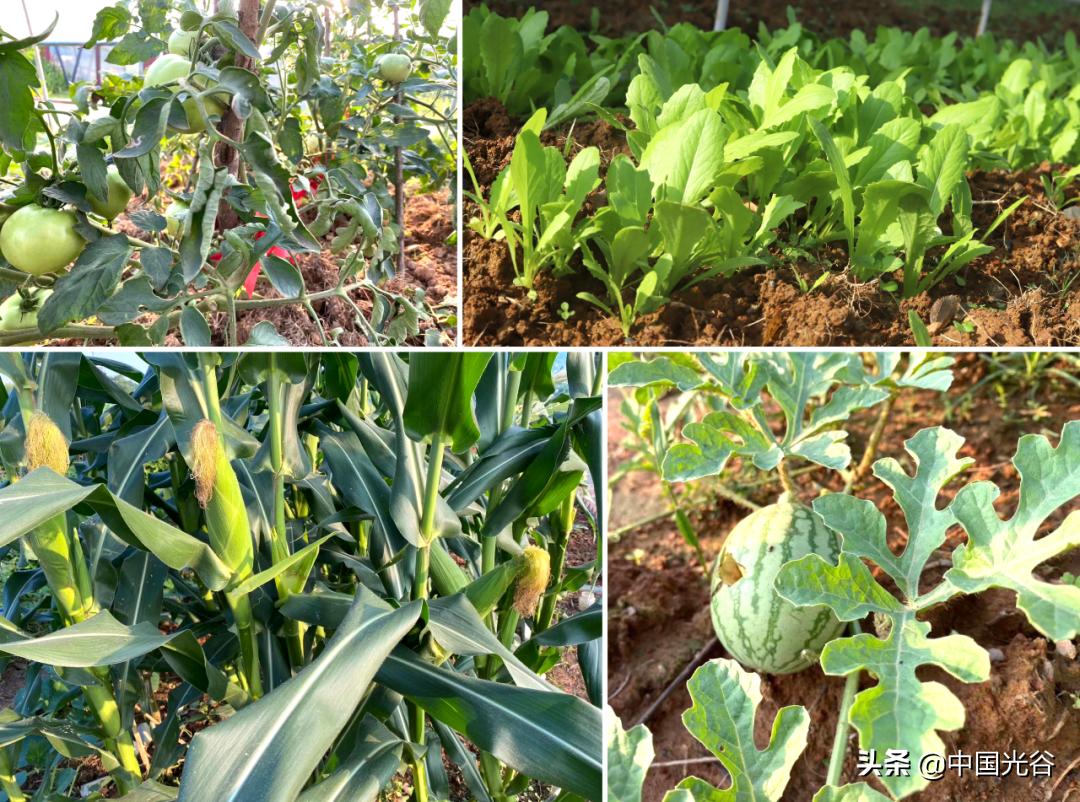 武汉市神仙公司,光谷软件园的神仙工作