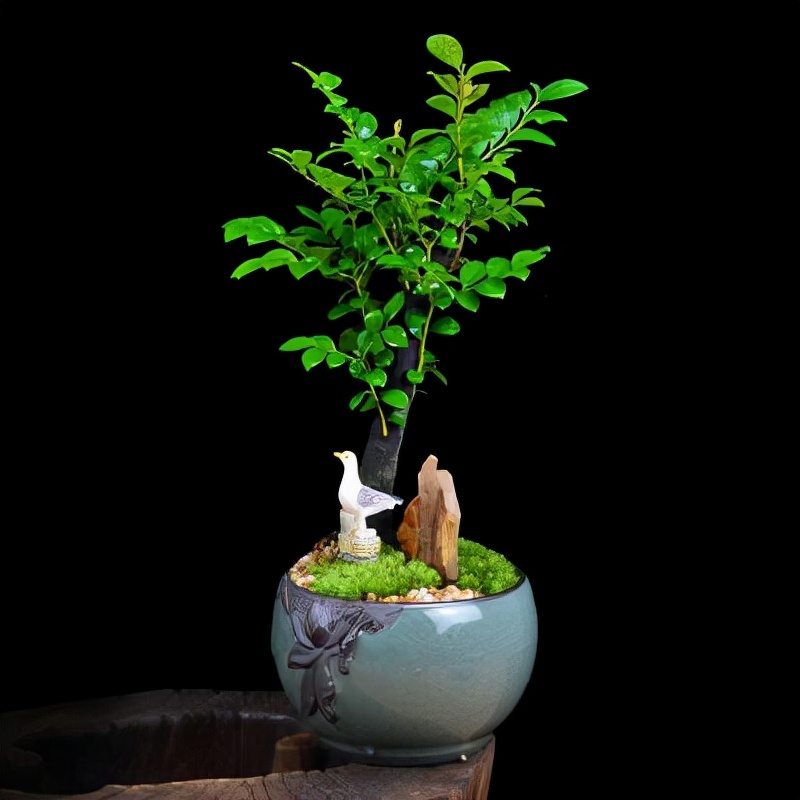 大型小叶紫檀盆栽摆客厅好吗,小叶紫檀盆景放客厅好吗