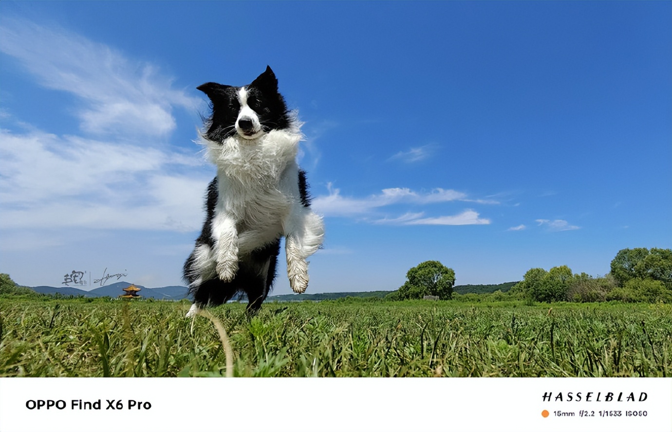 萌宠手机拍摄技巧和手法视频,萌宠用手机怎么拍能拍出高级感