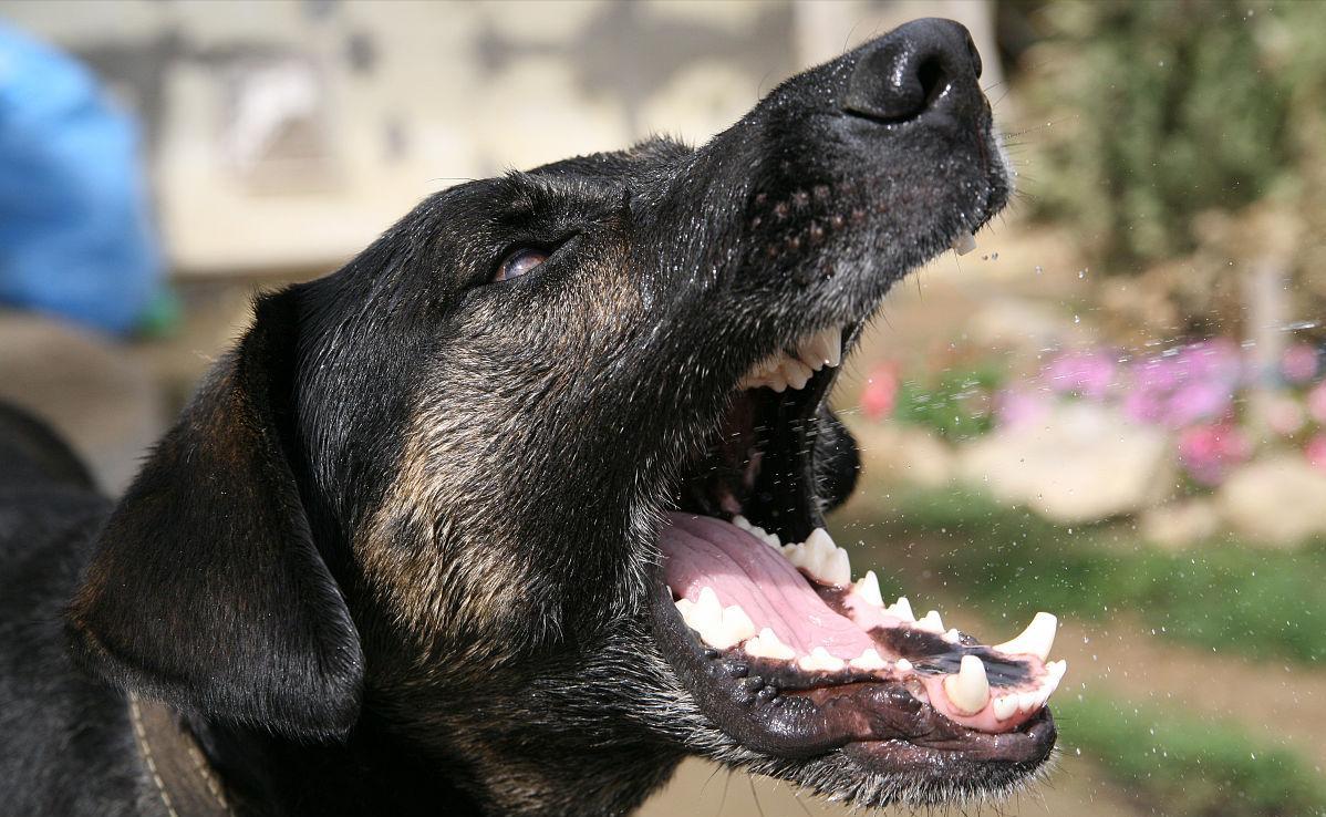 遇到恶犬攻击怎么办喊别动,遇到恶犬击打哪里