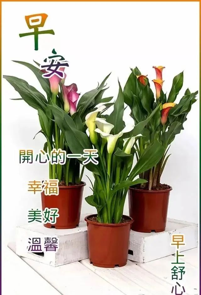 早安经典语录图文,新的一周早安正能量句子图文