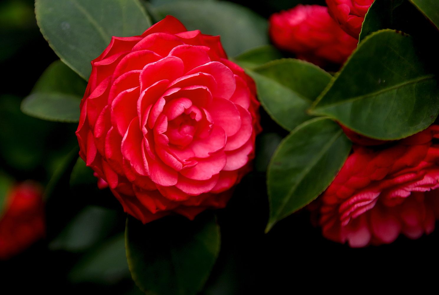 百花深处的礼物,春天花朵礼物