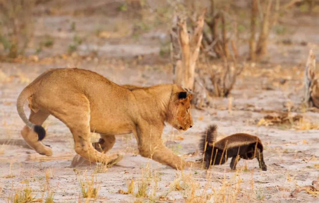 非洲“平头哥”蜜獾有多强?我来告诉你
