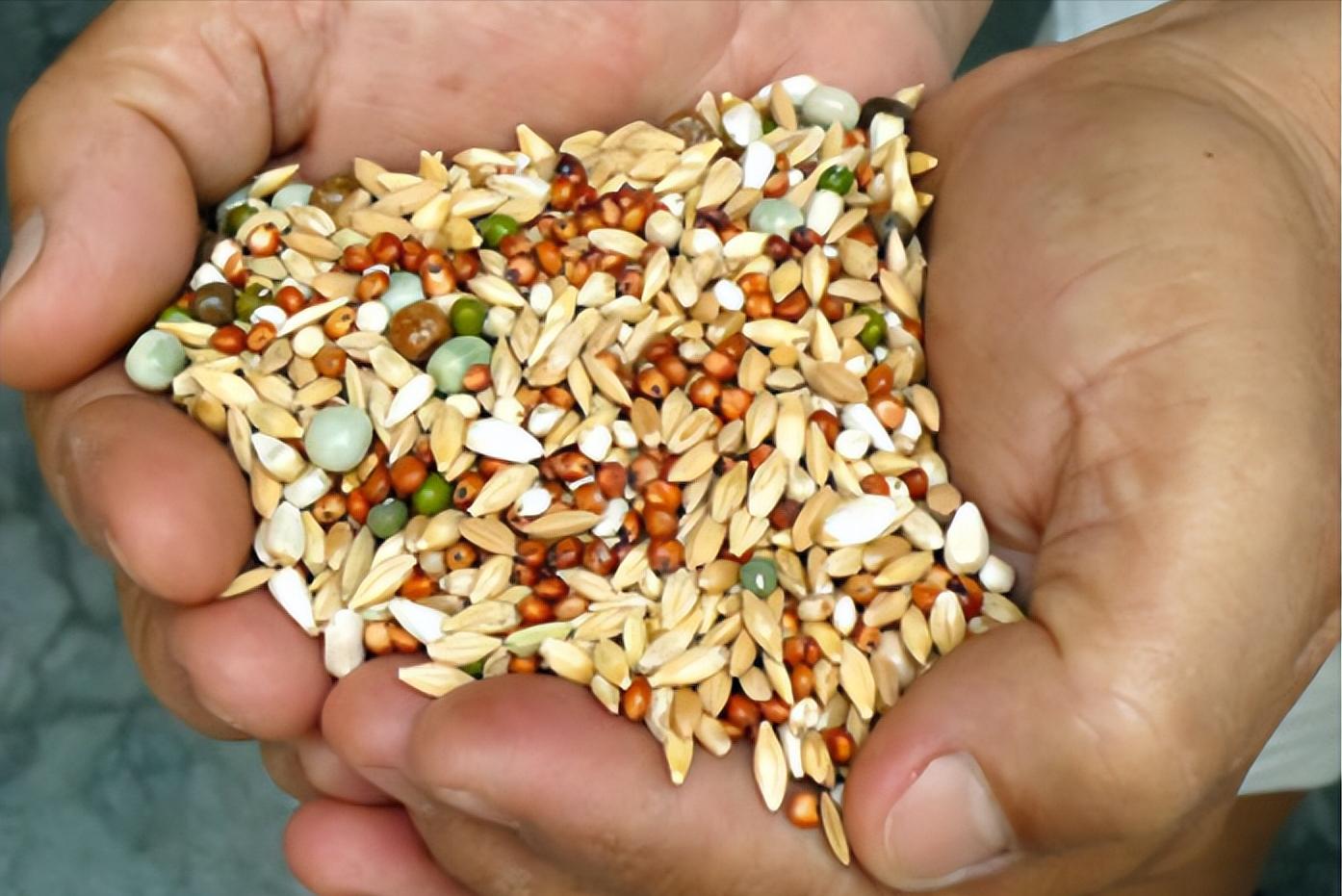 养10000只鸽子一年利润,湖北十堰一个老头靠养鸽子赚钱