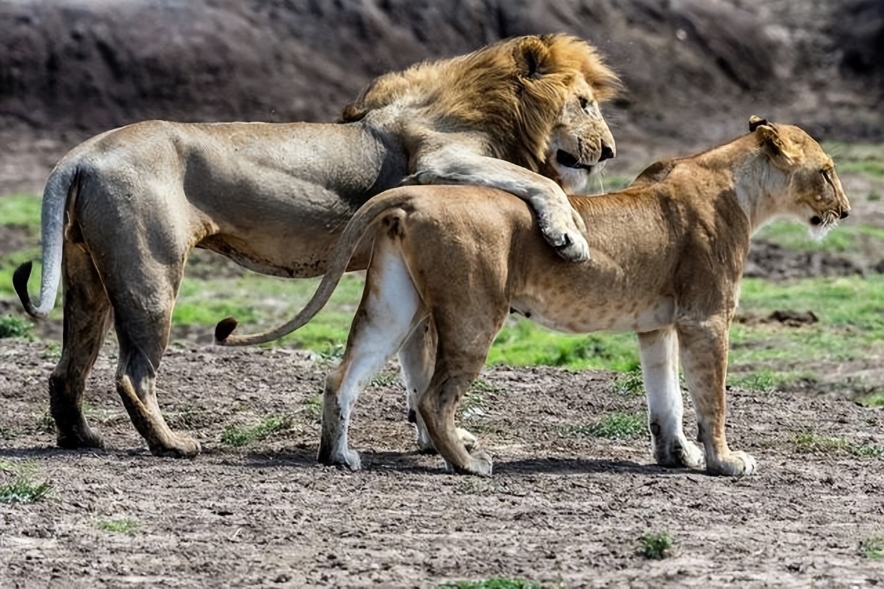 雌狮会赶走狮王么,狮王赶走亚成年雄狮