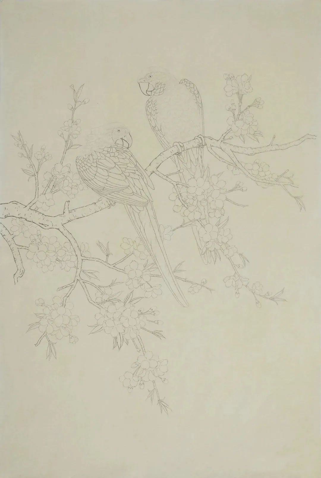 工笔画鹦鹉技法大全,工笔鹦鹉的画法和视频