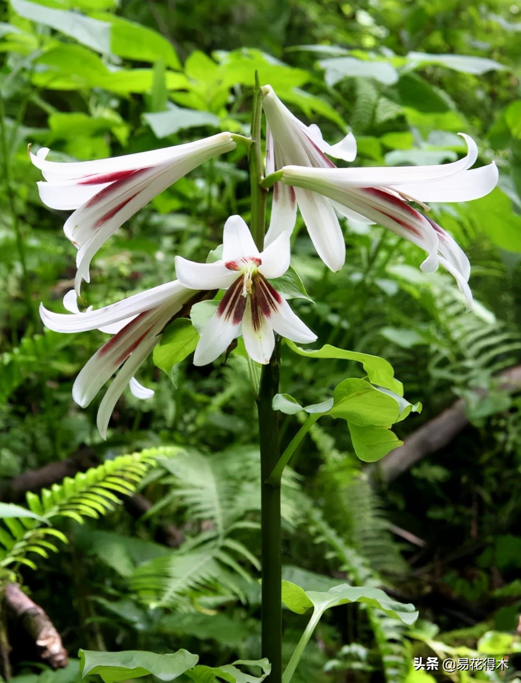 不可思议！高达两米壮观美丽的“百合王子”——大百合
