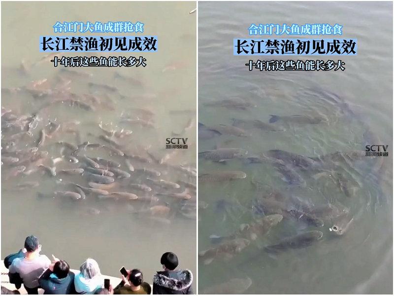 实拍合江门：成群肥硕大鱼聚集岸边，长江离鱼多成灾还有多远？