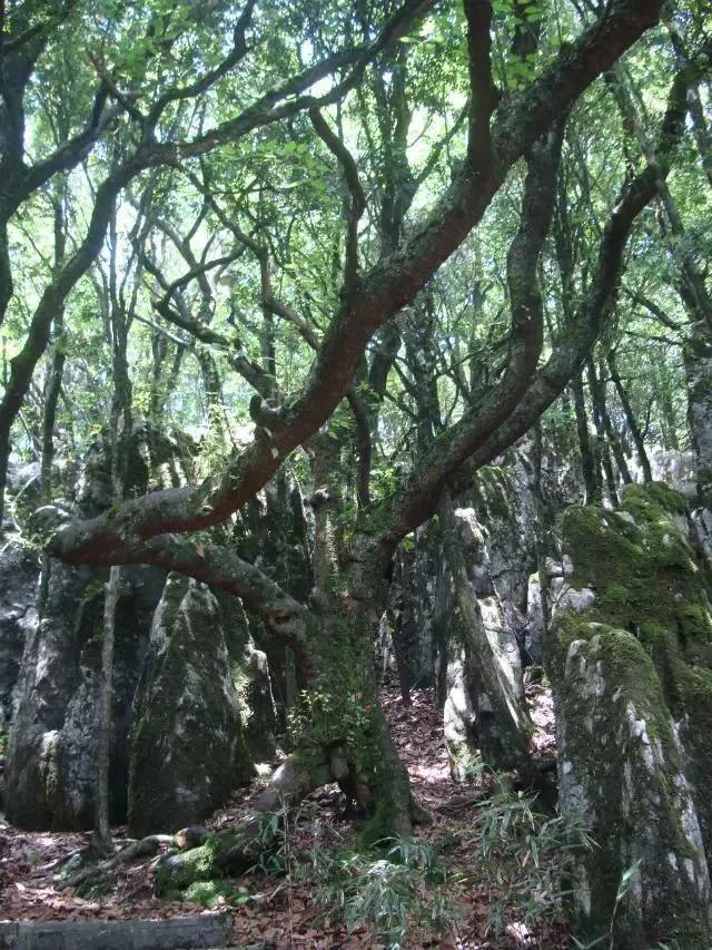 重温金佛山,正宗金佛山