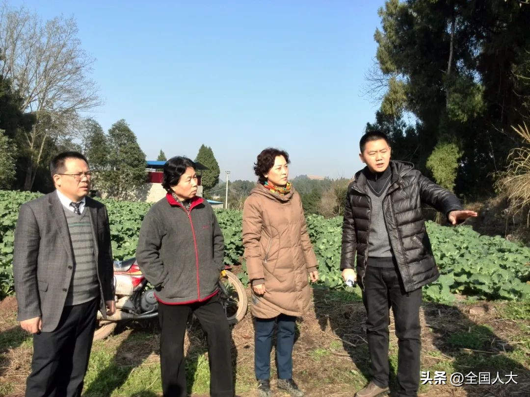 【100个议案建议故事】罗霞：打好乡村振兴的“组合拳”