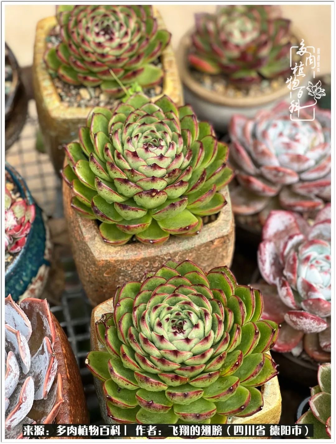 多肉的正确养殖方法冬天怎么养活,多肉怎么养活而且长得快且好看