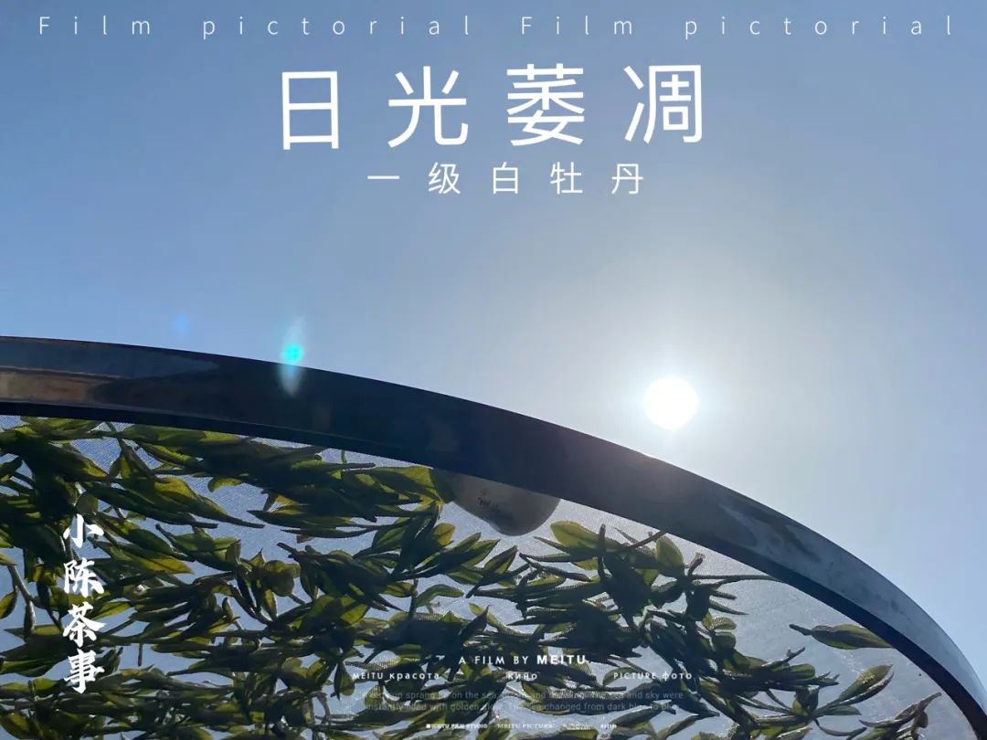 嫩的白茶怎么选购得好一点,白茶的购买方法和技巧