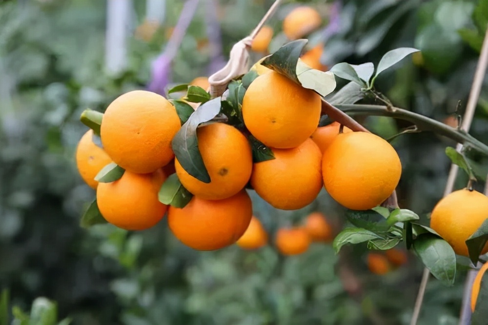 如何推广农产品品牌策略,高端农产品品牌推广方案