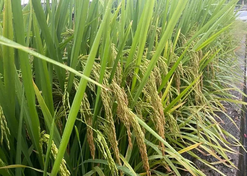 在农村挣100块钱有多难,在农村一年挣10万块难吗