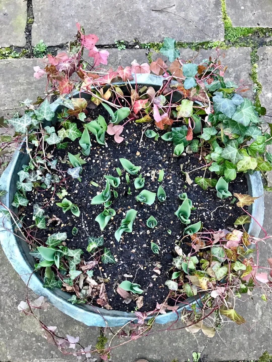 盆栽郁金香能反复开花吗,盆栽郁金香很难做到年年开花