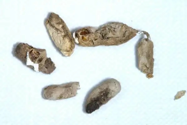 为什么许多人害怕壁虎？难道它真的有毒？