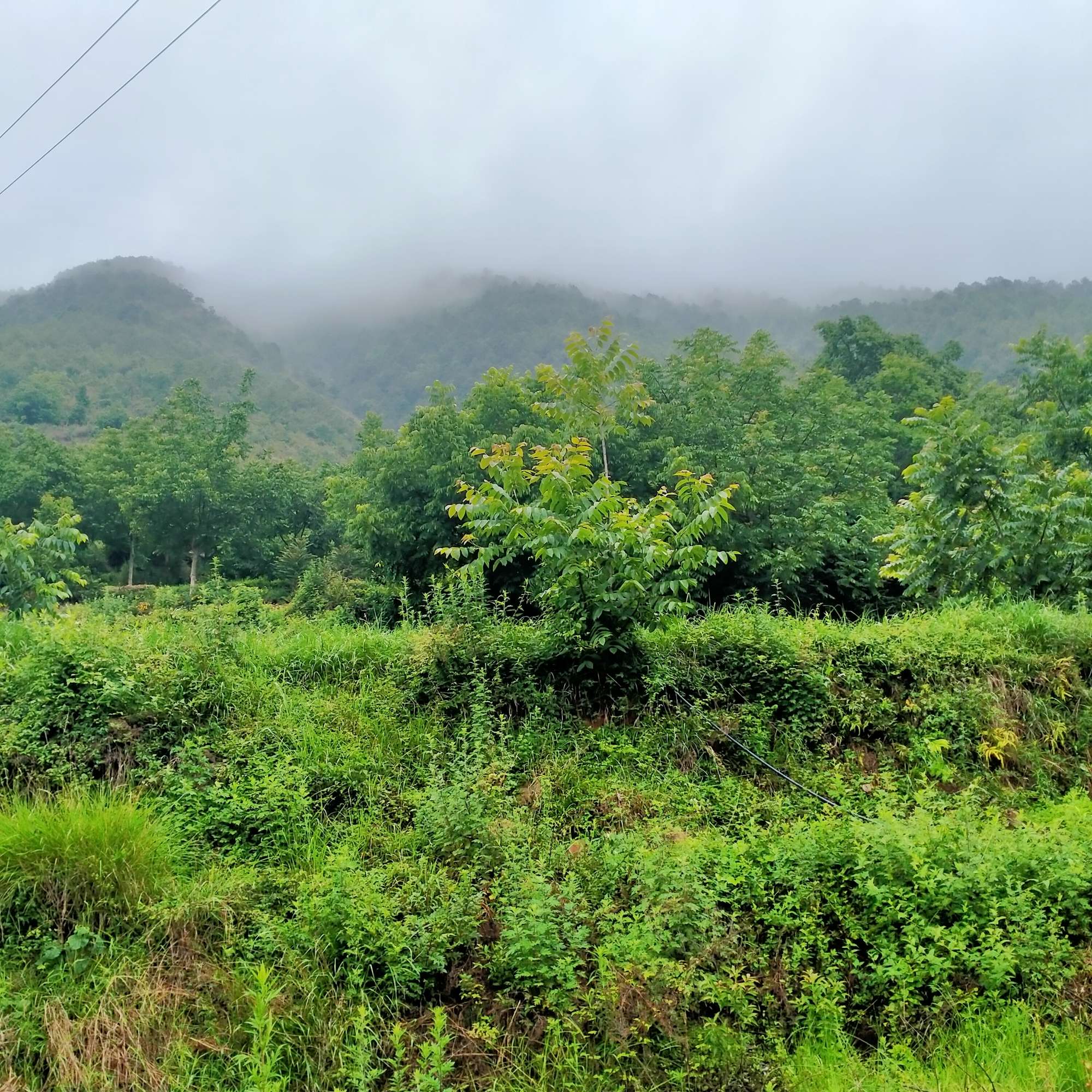 多想一觉醒来，我还是那个赖床的孩子