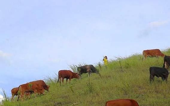 育肥牛一年要驱几次虫？