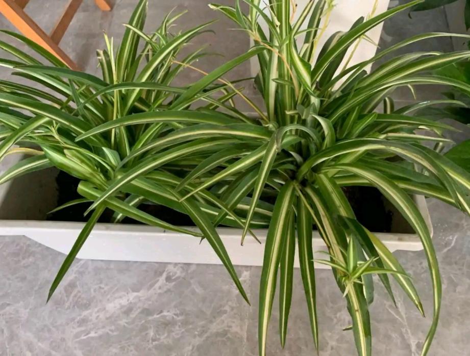 金边吊兰怎样养才能爆盆儿,怎么让金边吊兰快速长出小吊兰