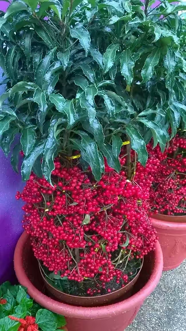 买花怎么养才不会枯萎,买花盆栽最省钱的方法