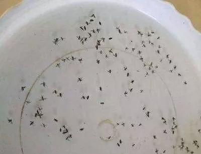 怎么杀花盆里的小黑飞最有效,消灭花盆里小黑飞最简单的方法