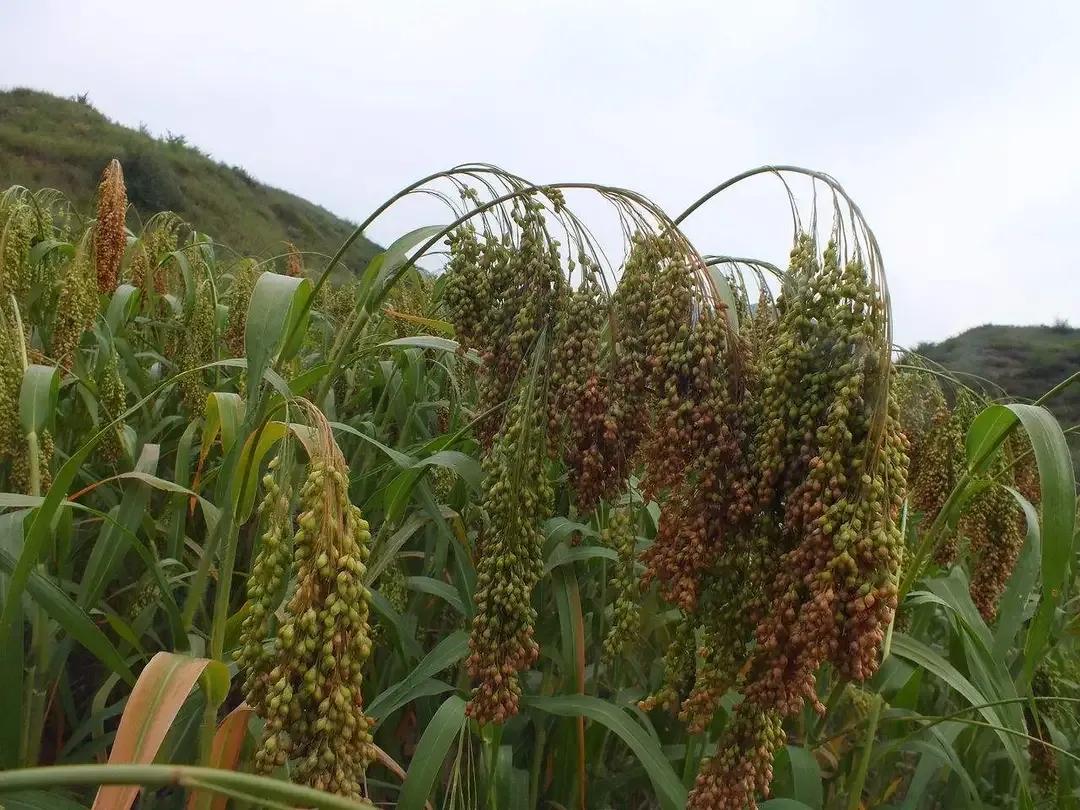 鲁西南记忆图片,鲁西南农村记忆