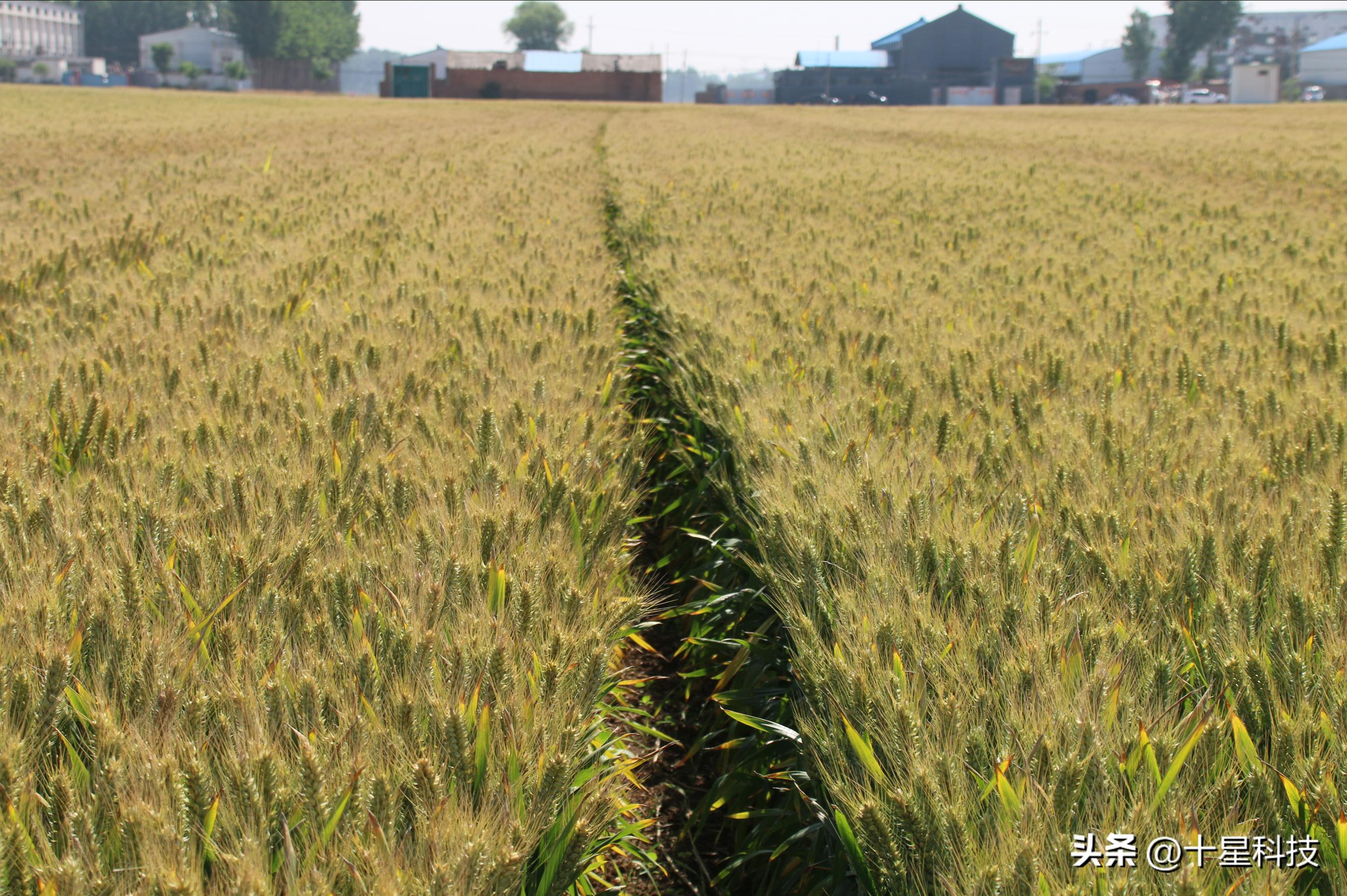 种二十亩小麦一年能赚多少钱,种小麦成本高收益少