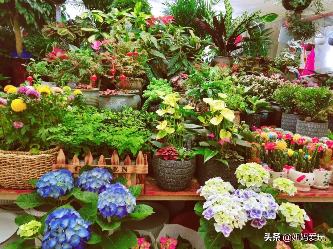 济南市市中区花鸟鱼虫市场在哪里,济南凤凰山花鸟鱼虫市场