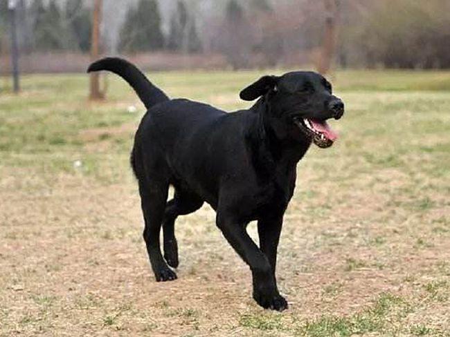 “家养三物邪气不入，添福又添禄”，这三物是啥？真是这样吗？