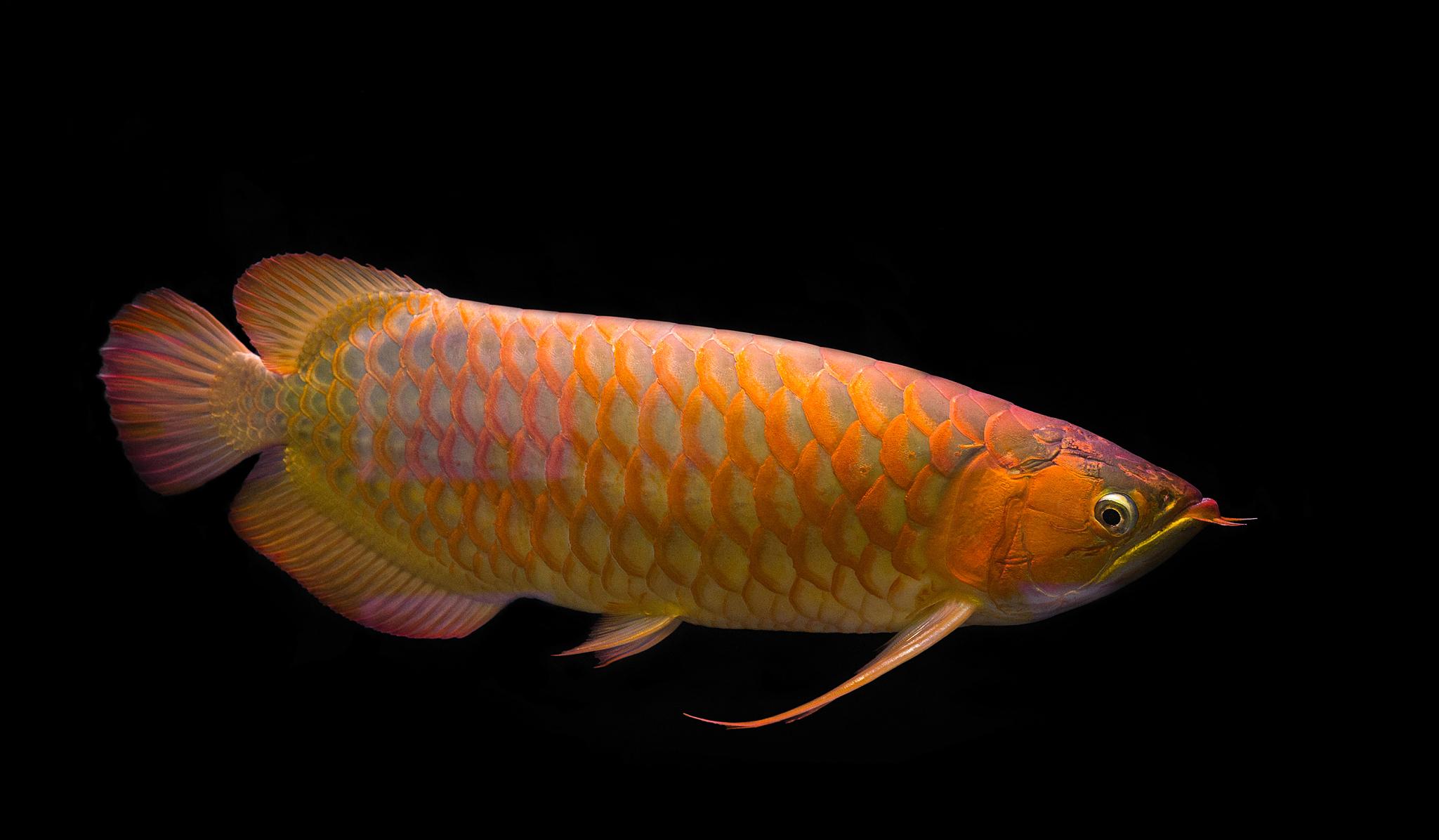 帝龙龙鱼怎么样,帝龙和龙神谁厉害