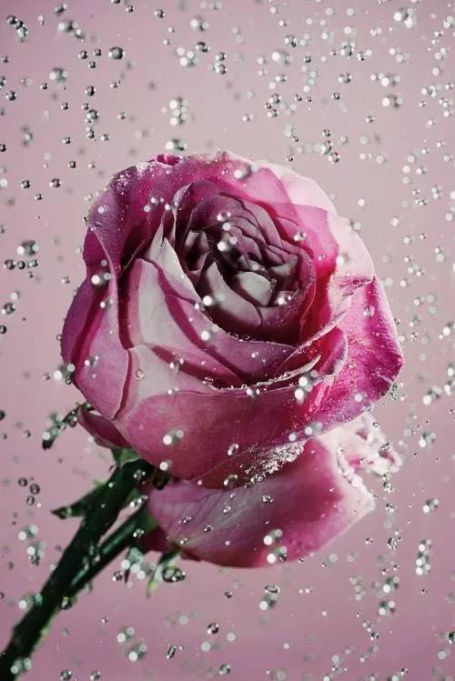 唯美玫瑰花壁纸图片,玫瑰花海唯美风景图片