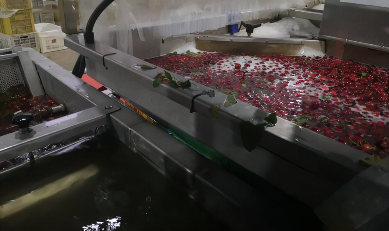 海运车厘子新鲜吗,现在有新鲜车厘子吗