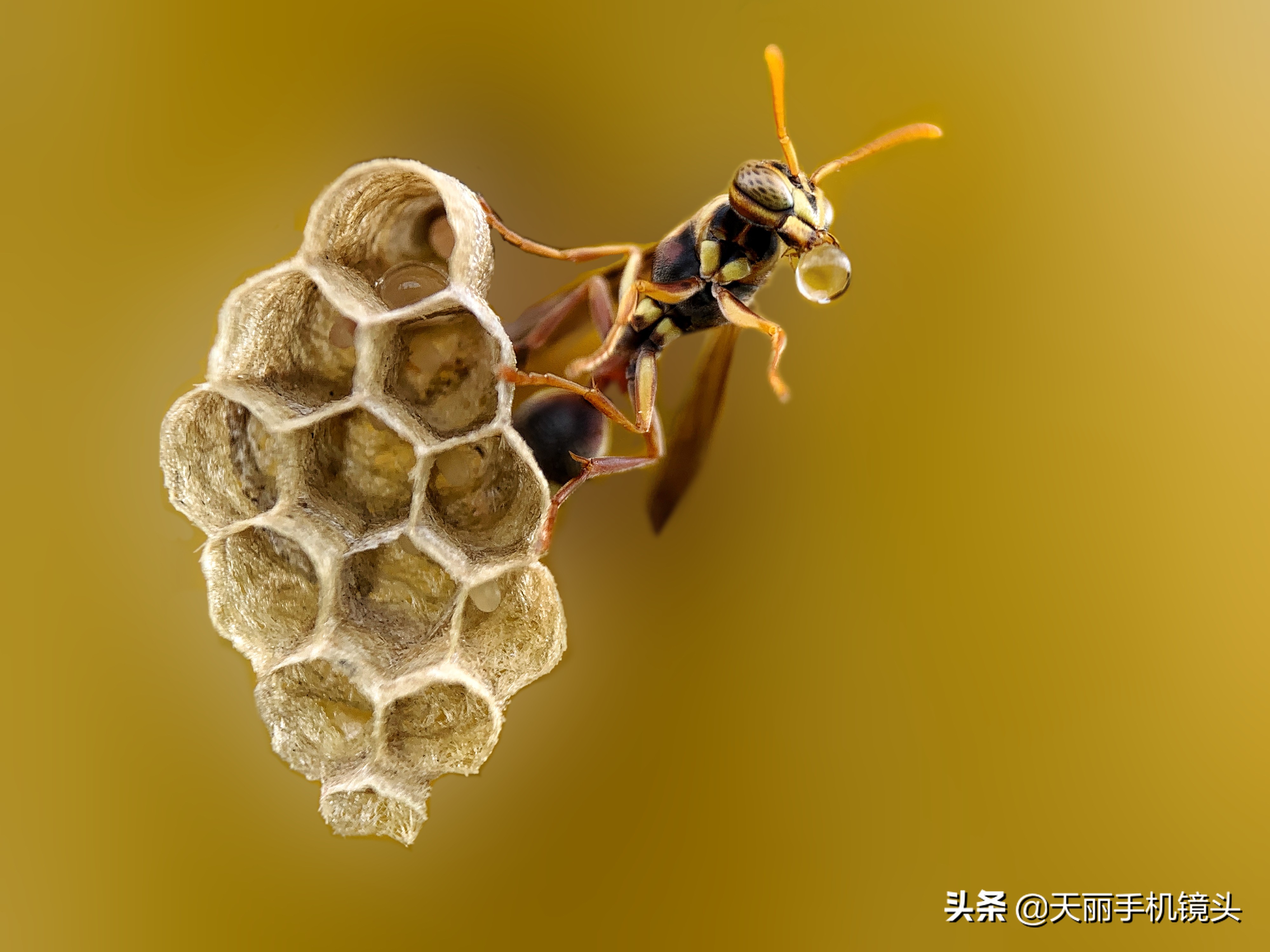 天丽手机镜头,天丽锐眼变焦微距镜头