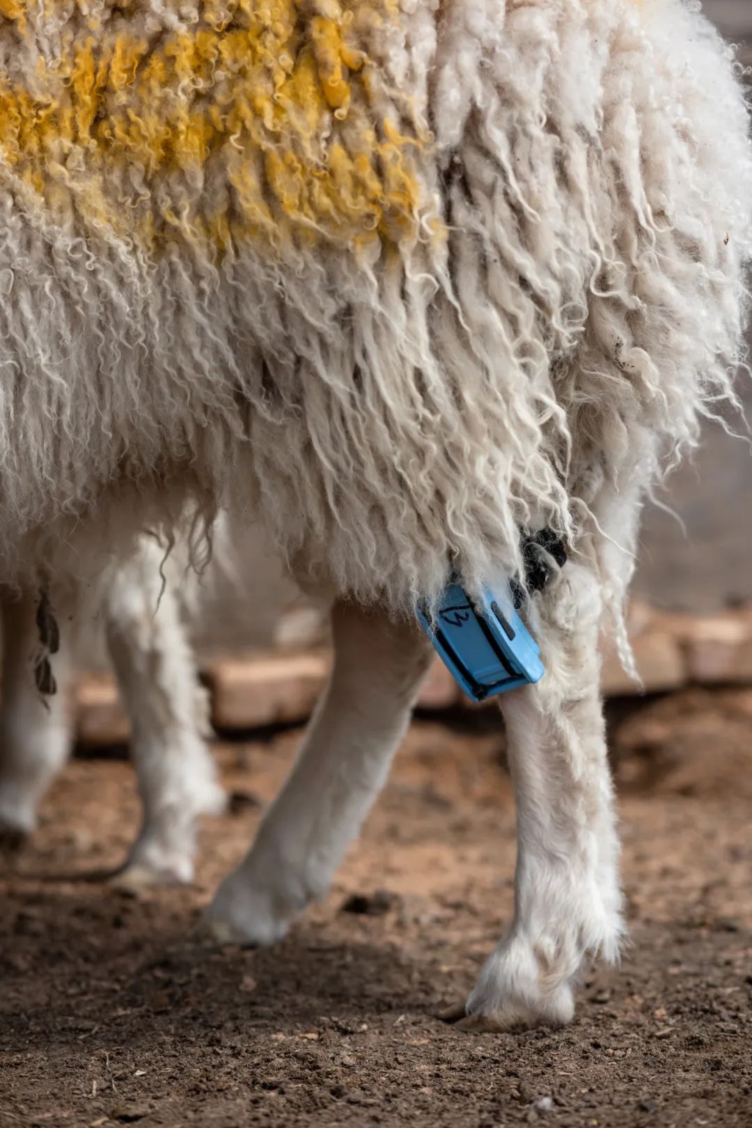 盐池滩羊清炖羊肉做法,苏尼特羊肉和盐池滩羊