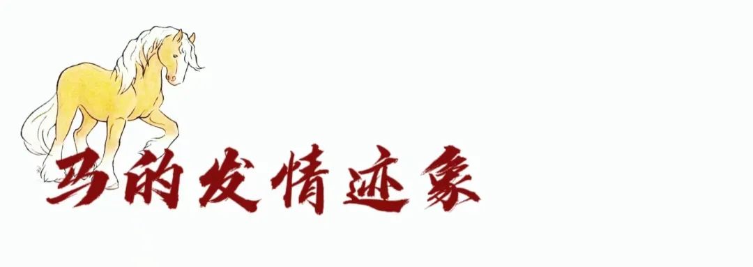 如何分辨马儿是否怀孕,马儿有没有怀孕怎么辨别