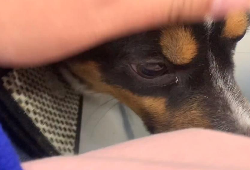 小狗子宫脱垂是什么原因,生小狗胎盘留肚子里了怎么办