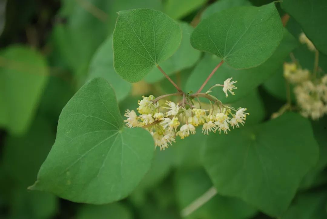 150种常见药用植物大全,150余种常见药用植物花期组图