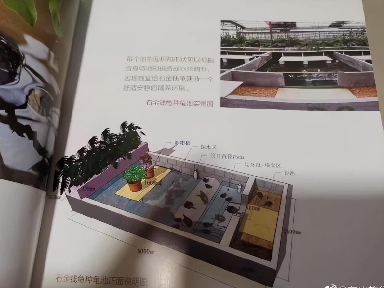 教你自己制作养龟池,自制龟池永久水循环