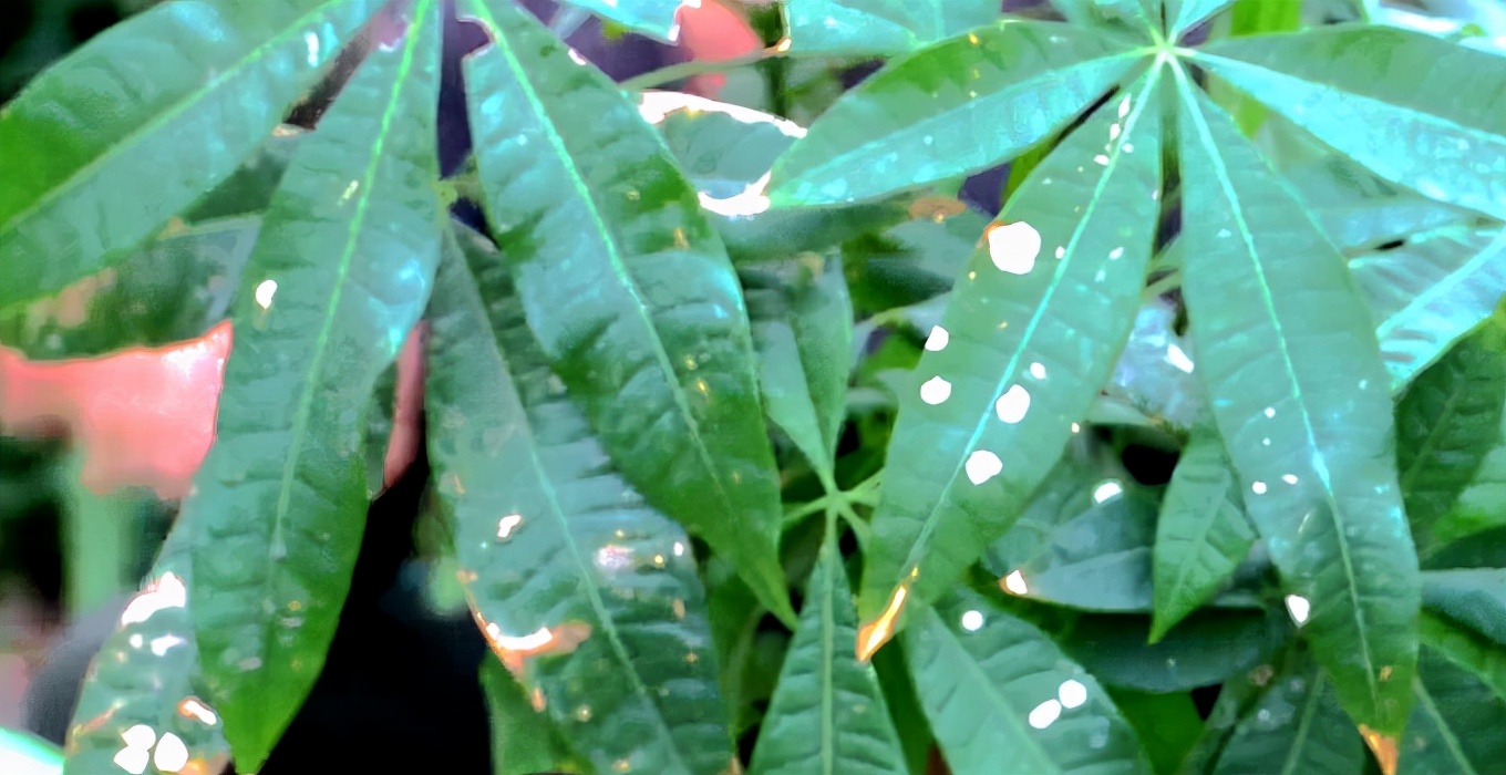 发财树叶子生病虫害打什么药,发财树有病虫害怎么处理