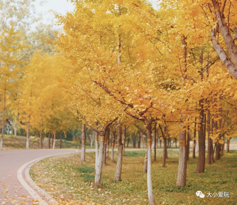 银杏最美的地方,这九个美丽的地方你想去看看吗